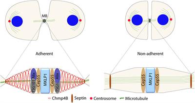 Contribution of integrin adhesion to cytokinetic abscission and genomic integrity